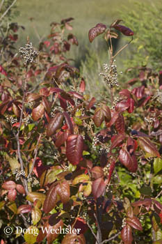 Poison Ivy _F2B2950.jpg Toxicodendron radicans